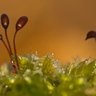 In The Moss
